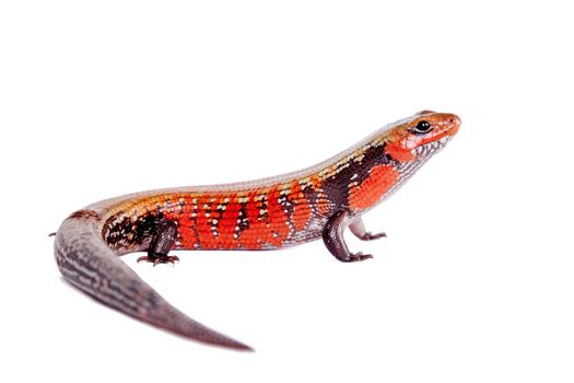 Fire Skink, Riopa fernandi, isolated on white background.