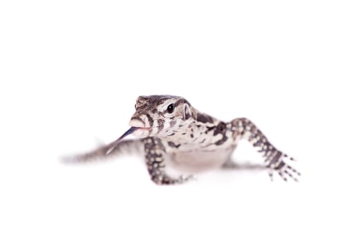 Timor Monitor Lizard, Varanus timorensis, isolated on white background