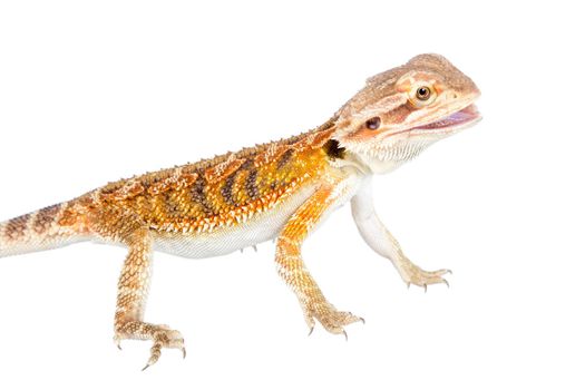 Red Bearded dragon, Pogona vitticeps, isolated on white background