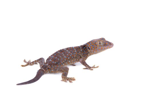 Large or tokay Gecko. gekko, isolated on white background