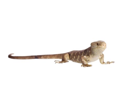 The Solomon Islands skink, Corucia zebrata, on white background