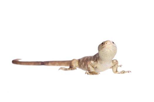 The Solomon Islands skink, Corucia zebrata, on white background