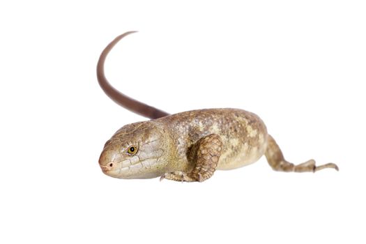 The Solomon Islands skink, Corucia zebrata, on white background