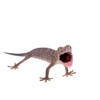 Large or tokay Gecko. gekko, isolated on white background