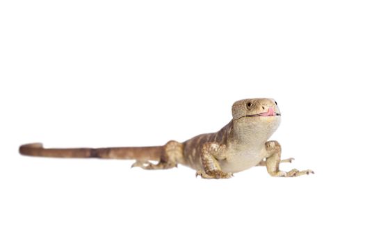 The Solomon Islands skink, Corucia zebrata, on white background