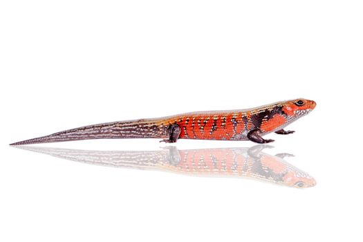 Fire Skink, Riopa fernandi, isolated on white background.