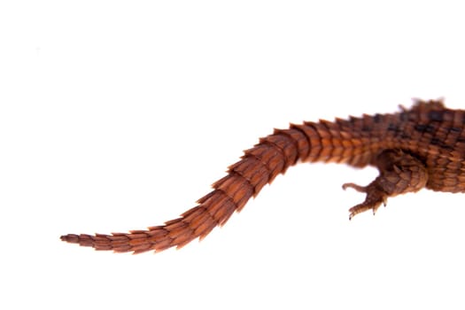 Transvaal Girdled Lizard, Cordylus vittifer, isolated on white background.