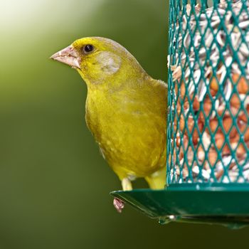 A telephoto of a beautiful greenfinch in summertime.