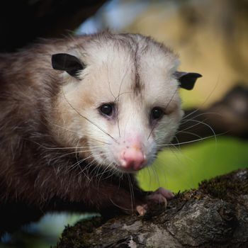 The Virginia or North American opossum, Didelphis virginiana, in the garden