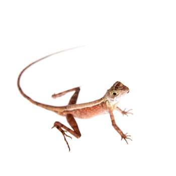 The Brown-patched Kangaroo lizard, Otocryptis wiegmanni, isolated on white