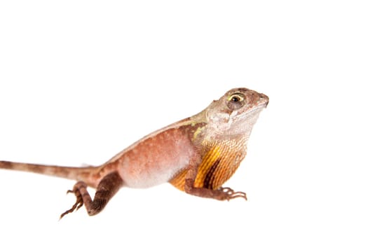 The Brown-patched Kangaroo lizard, Otocryptis wiegmanni, isolated on white