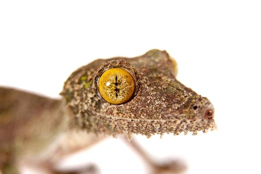 Leaf-tailed Gecko, uroplatus sameiti isolated on white background