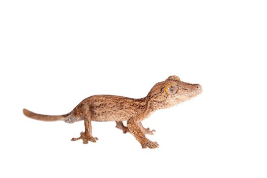 Leaf-tailed Gecko, uunknow uroplatus, isolated on white background