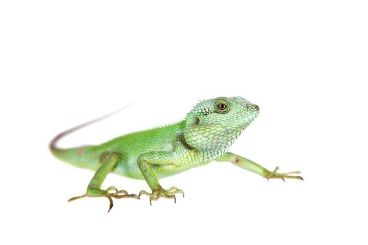 Black lipped Lizard, Calotes nigrilabris, isolated on white background