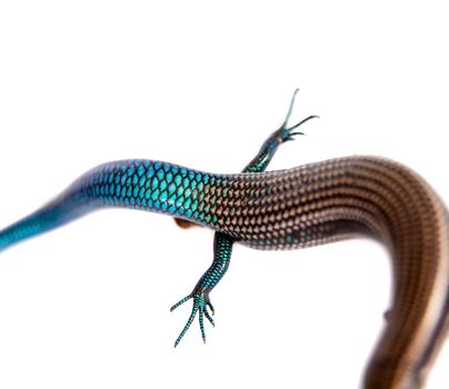 Gran Canaria skink, Chalcides sexlineatus, isolated on white background