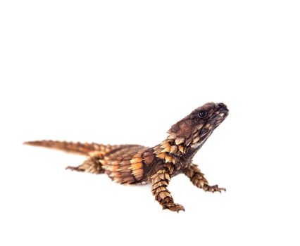 The armadillo girdled lizard, Ouroborus or Cordylus cataphractus, on white