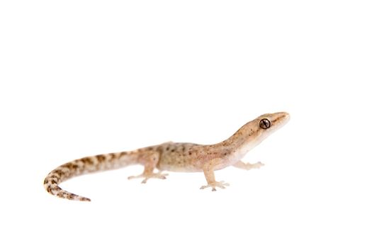 The marbled leaf-toed gecko, Afrogecko porphyreus, isolated on white