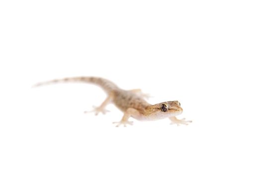 The marbled leaf-toed gecko, Afrogecko porphyreus, isolated on white