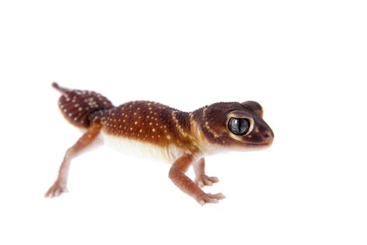 Smooth Knob-tailed Gecko, Nephrurus levis levis, isolated on white background