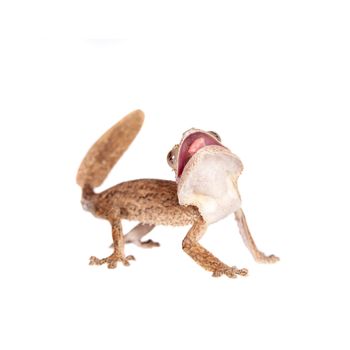 Leaf-tailed Gecko, uunknow uroplatus, isolated on white background