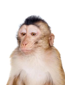 Juvenile Pig-tailed Macaque, Macaca nemestrina, isolated on white