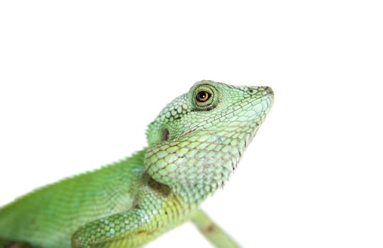 Black lipped Lizard, Calotes nigrilabris, isolated on white background