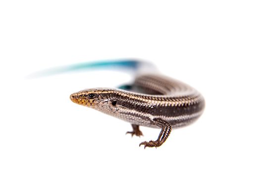 Gran Canaria skink, Chalcides sexlineatus, isolated on white background