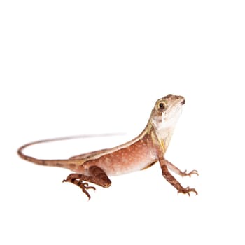 The Brown-patched Kangaroo lizard, Otocryptis wiegmanni, isolated on white