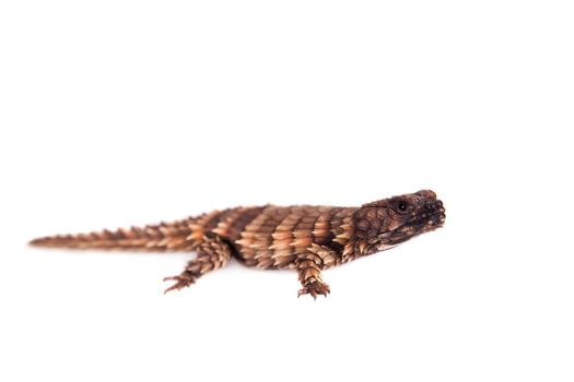 The armadillo girdled lizard, Ouroborus or Cordylus cataphractus, on white