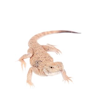 Secret Toad-Headed Agama, Phrynocephalus mystaceus, isolated on white