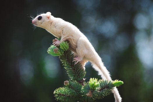 White sugar glider, Petaurus breviceps, on tree