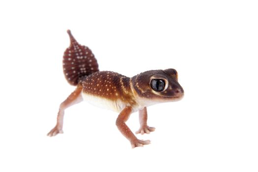 Smooth Knob-tailed Gecko, Nephrurus levis levis, isolated on white background