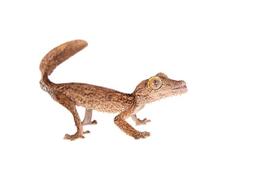Leaf-tailed Gecko, uunknow uroplatus, isolated on white background