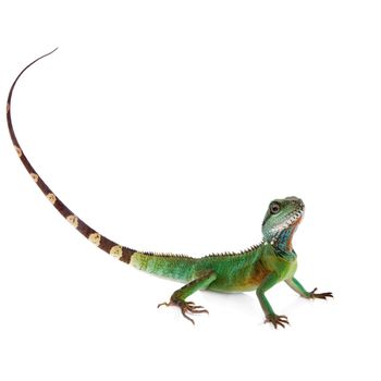 The Australian water dragon, Intellagama or Physignathus lesueurii which includes the eastern water dragon isolated on white background