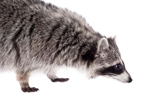 Raccoon, 3 years old, isolated on the white background