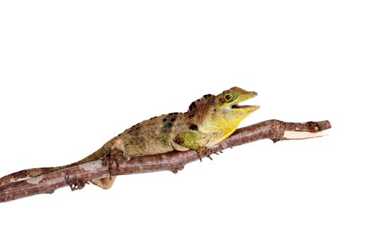 Dactyloa fraseri lizard isolated on white background