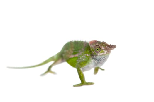 Fischer's chameleon, Kinyongia fischeri isolated on white background