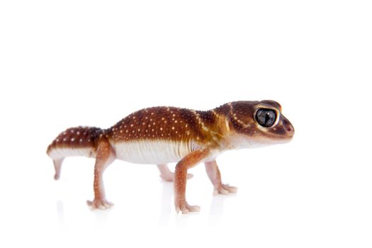 Smooth Knob-tailed Gecko, Nephrurus levis levis, isolated on white background