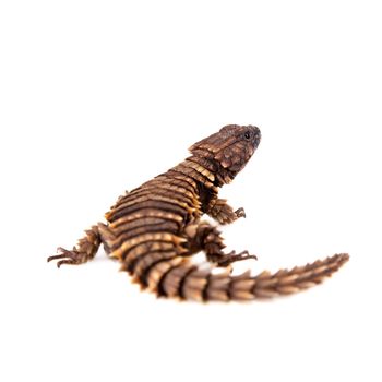 The armadillo girdled lizard, Ouroborus or Cordylus cataphractus, on white