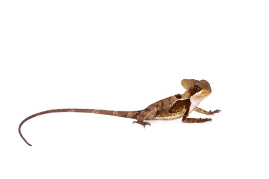 Hernandezs helmeted basilisk, Corytophanes hernandesii, isolated on white background