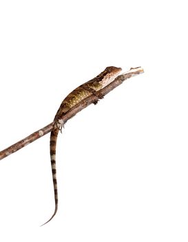 Gonocephalus grandis lizard isolated on white background