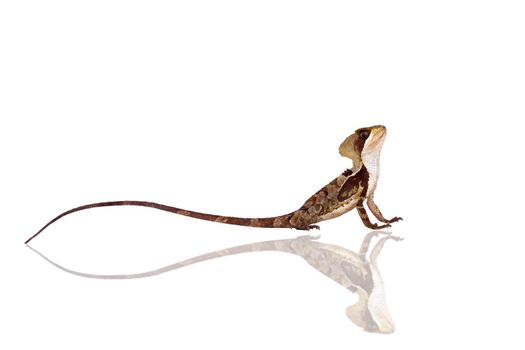 Hernandezs helmeted basilisk, Corytophanes hernandesii, isolated on white background