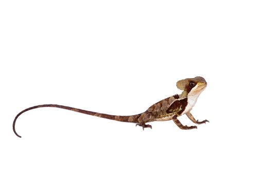 Hernandezs helmeted basilisk, Corytophanes hernandesii, isolated on white background