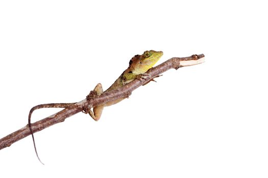 Dactyloa fraseri lizard isolated on white background