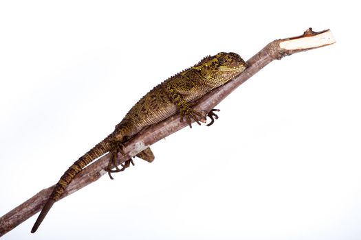 The blue-spotted wood lizard, Enyalioides praestabilis, isolated on white background