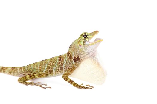 Dactyloa latifrons lizard isolated on white background