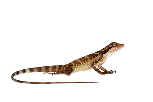 Gonocephalus grandis lizard isolated on white background