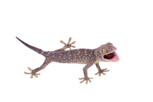 Large or tokay Gecko. gekko, isolated on white background