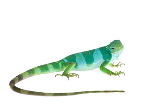 The Fiji banded iguana, Brachylophus fasciatus, isolated on white