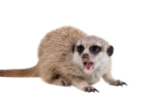 The meerkat or suricate cub, Suricata suricatta, isolated on white